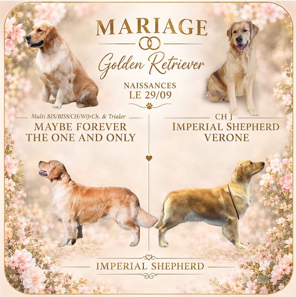 Chiot Golden Retriever Imperial Shepherd
